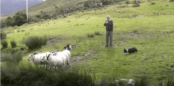 Brendan Ferris and His Border Collies | Poe and Company Limited